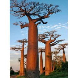 Huile de Baobab Pilani