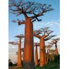 Baby oil from Baobab Pilani Baby oil from Baobab Pilani